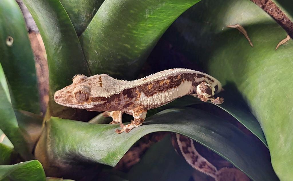 Wimpergekko Lily white red, Dieren en Toebehoren, Hagedis, Tam, 0 tot 2 jaar