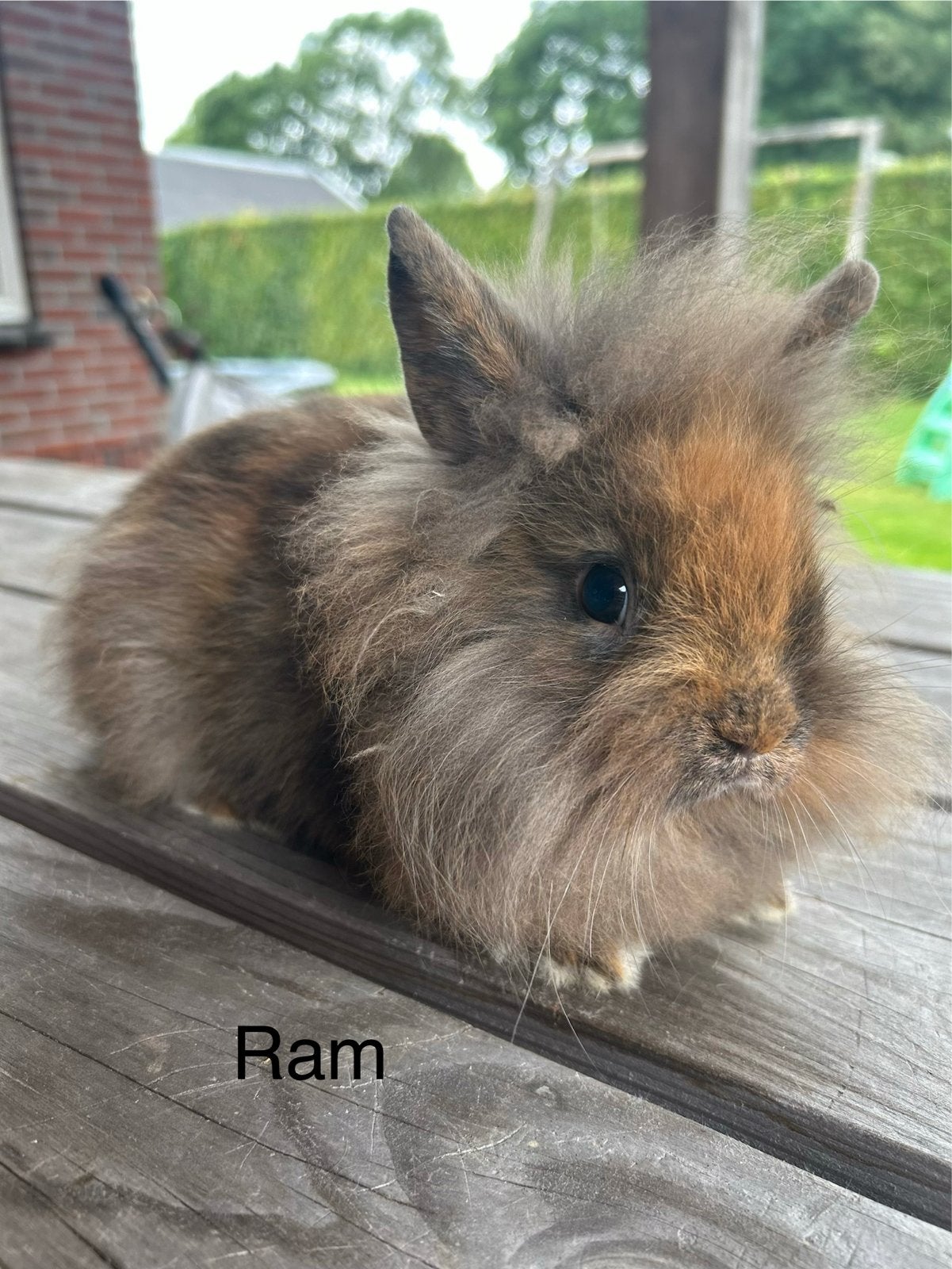 3 prachtige konijntjes te koop ( rammetjes ), Dieren en Toebehoren, Mannelijk, Middelgroot