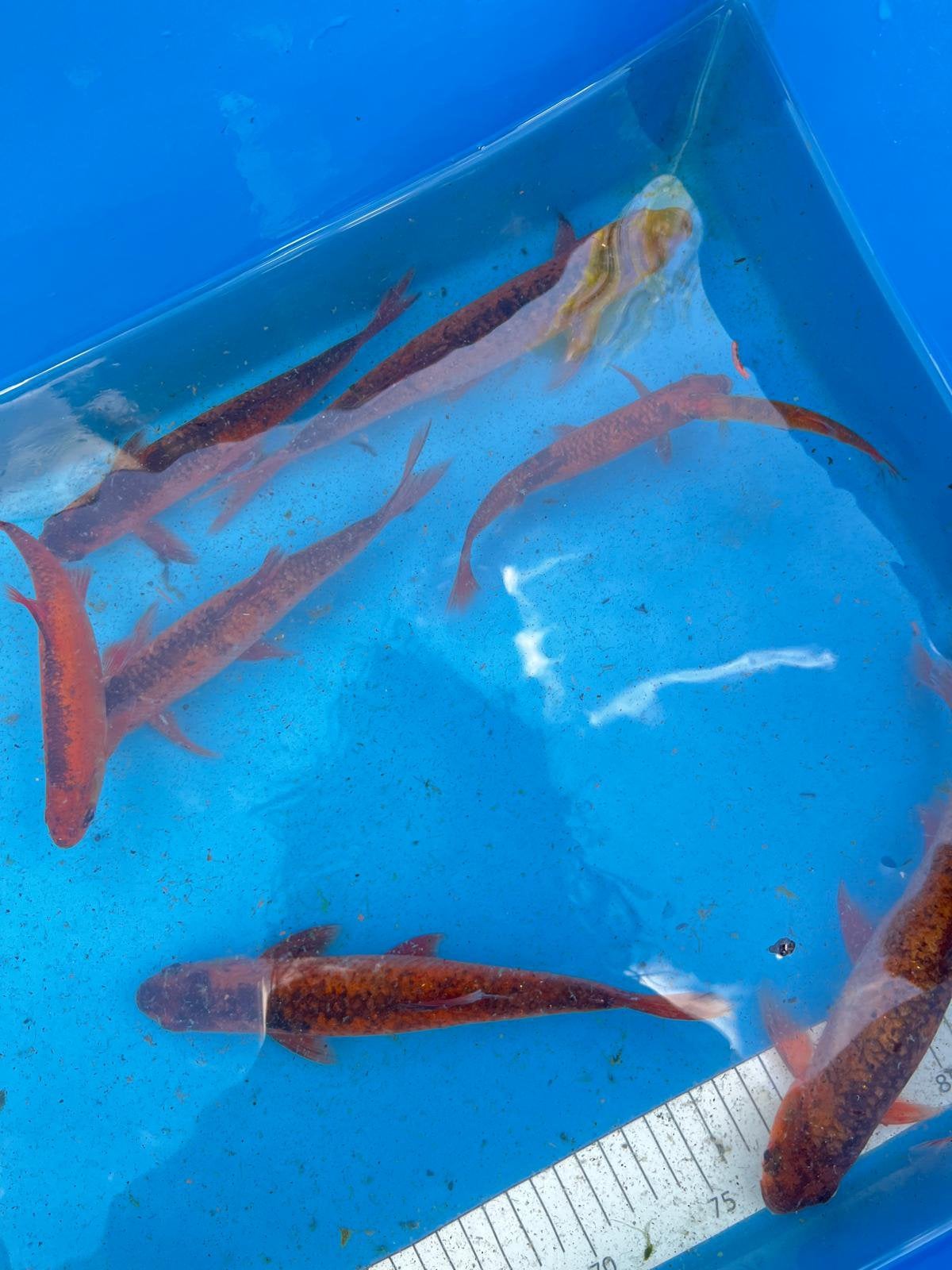 Windes natuurlijke kleur laatste 7 stuks, Dieren en Toebehoren, Karper of Koi