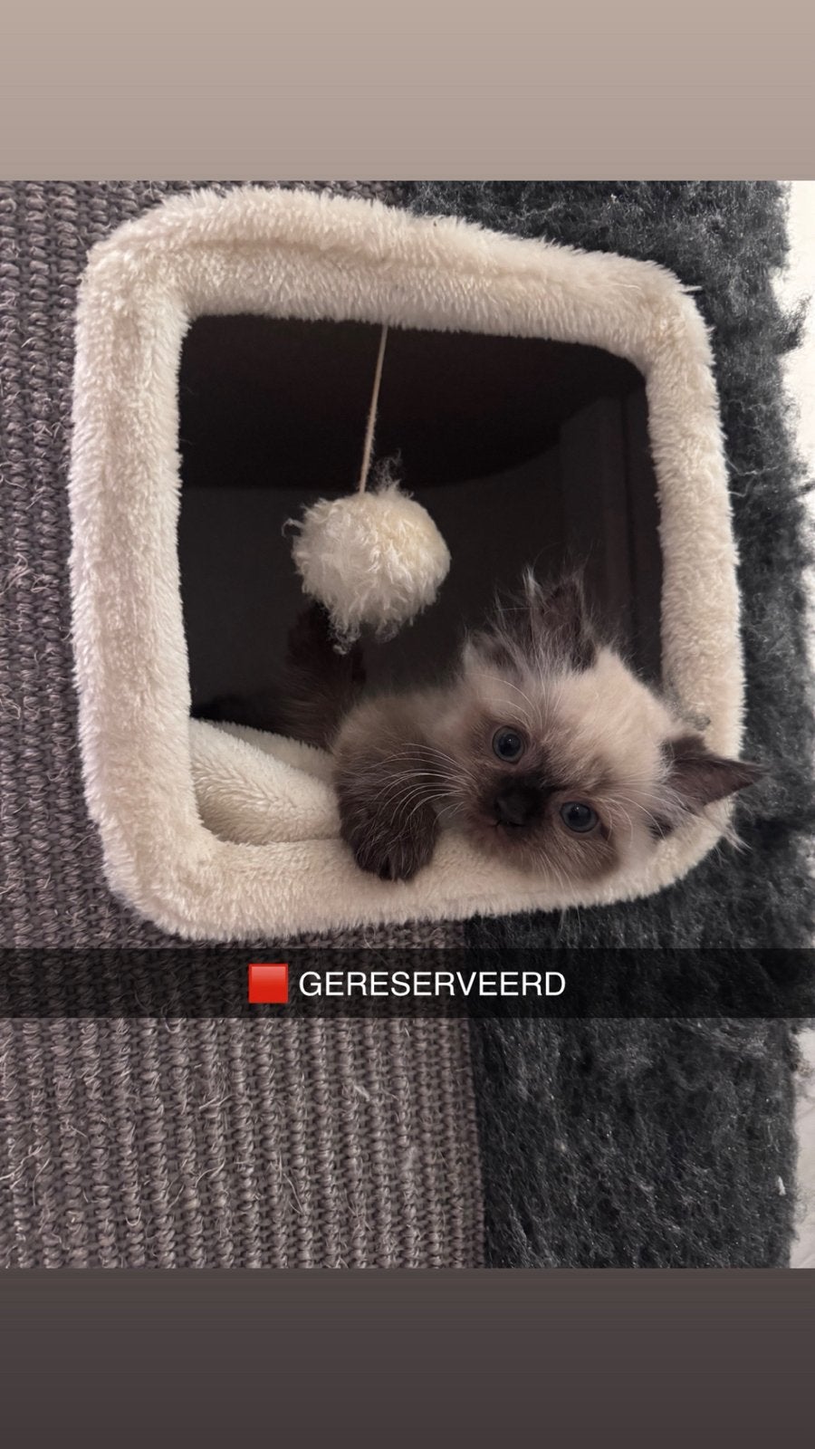 Ragdoll × Perzische kittens Nog 2 poesjes beschikbaar, Dieren en Toebehoren, Katten en Kittens | Raskatten | Langhaar, Meerdere dieren