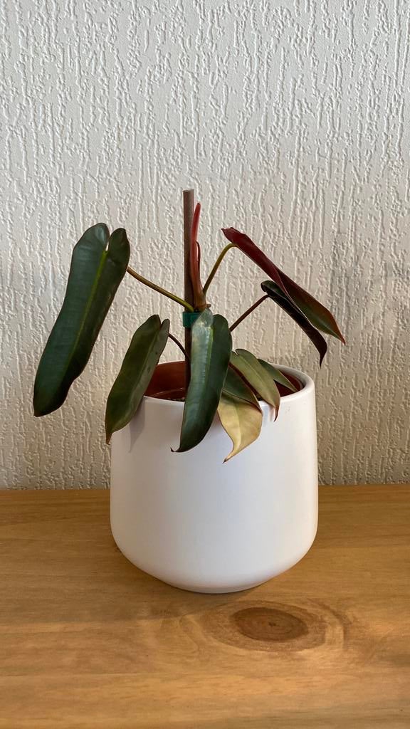 Philodendron Atabapoense, Huis en Inrichting, Kamerplanten, Ophalen of Verzenden, Halfschaduw, Minder dan 100 cm