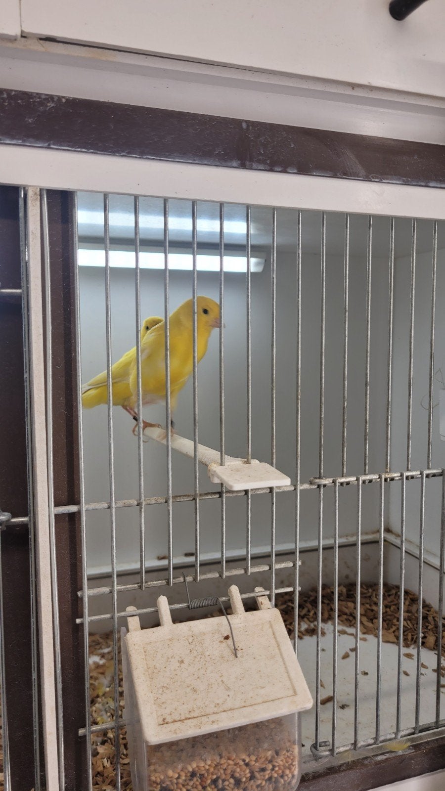 Koppel kanarie geel, Dieren en Toebehoren, Meerdere dieren, Kleurkanarie