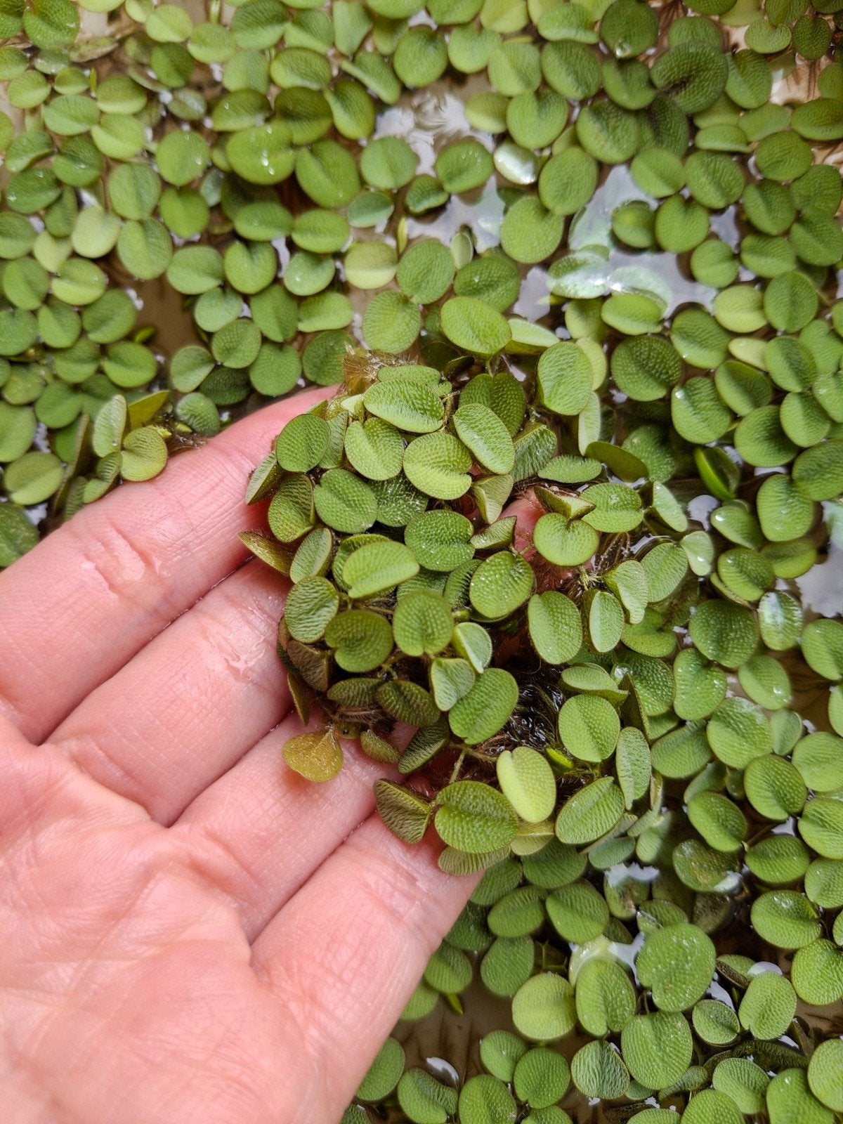 Salvinia Minima, kleine vlotvaren aquariumplant drijfplant, Dieren en Toebehoren, Ophalen of Verzenden, Nieuw, Plant(en), Steen of Hout