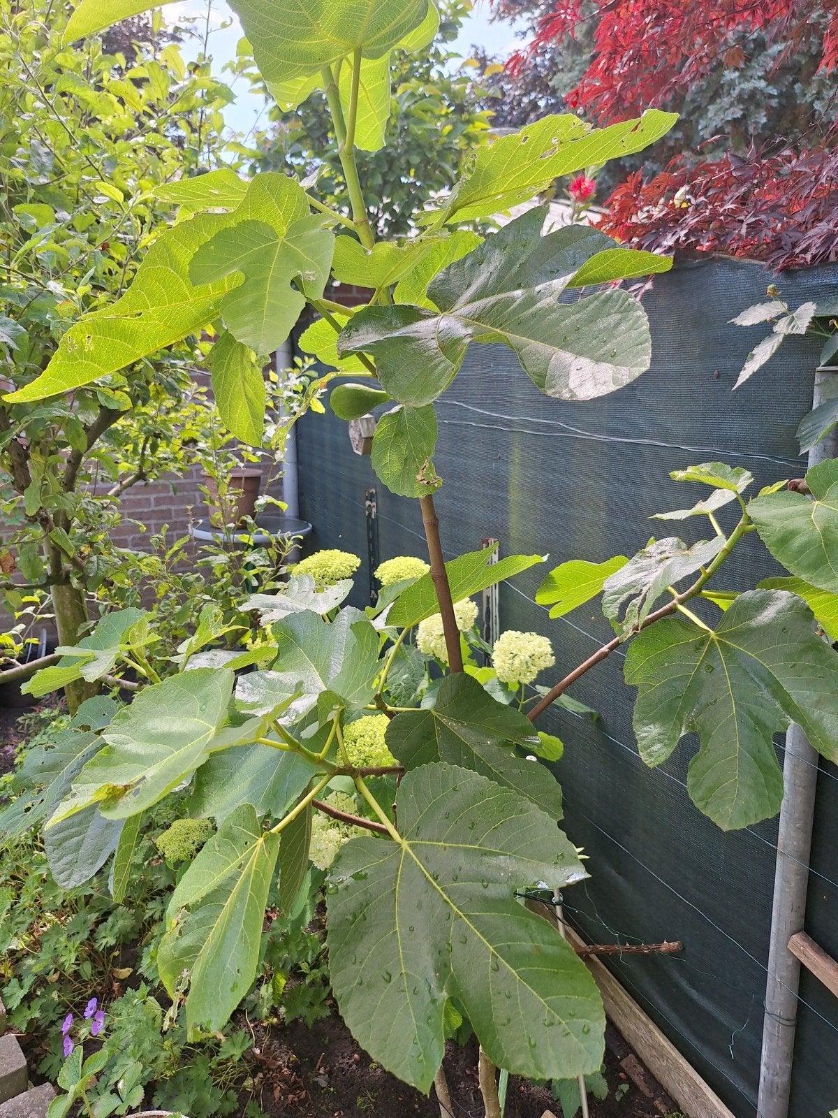 Vijgenboompje, Tuin en Terras, Planten | Fruitbomen, Ophalen, Lente