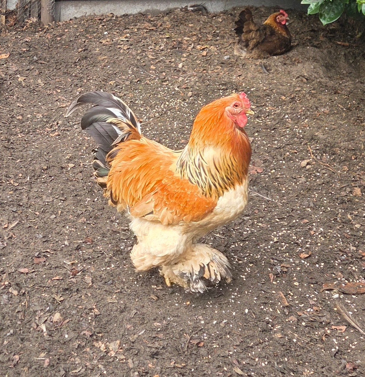 hanen Buff Columbia Brahma jonge  2 stuks groo, Dieren en Toebehoren, Mannelijk, Kip