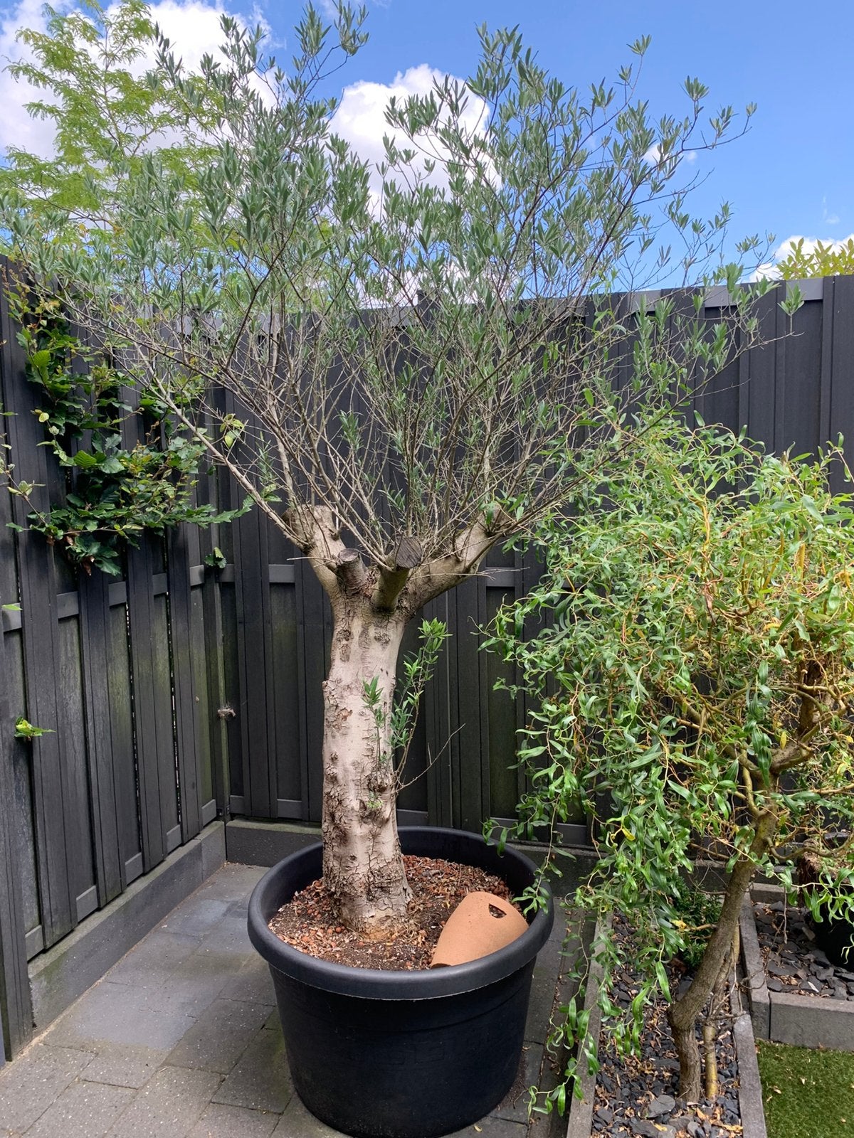 OLIJFBOOM - honderden jaren oud - in zwarte bak, Tuin en Terras, Planten | Bomen, Bloeit niet, 100 tot 250 cm, Olijfboom, Ophalen