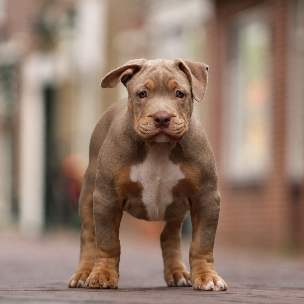 American Bully teefje *ABKC mag haar nest verlaten, Parvo, 15 weken tot 1 jaar, Overige rassen, Teef