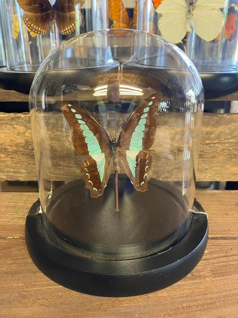 Vlinder in stolp, Ophalen of Verzenden, Nieuw, Insect, Opgezet dier