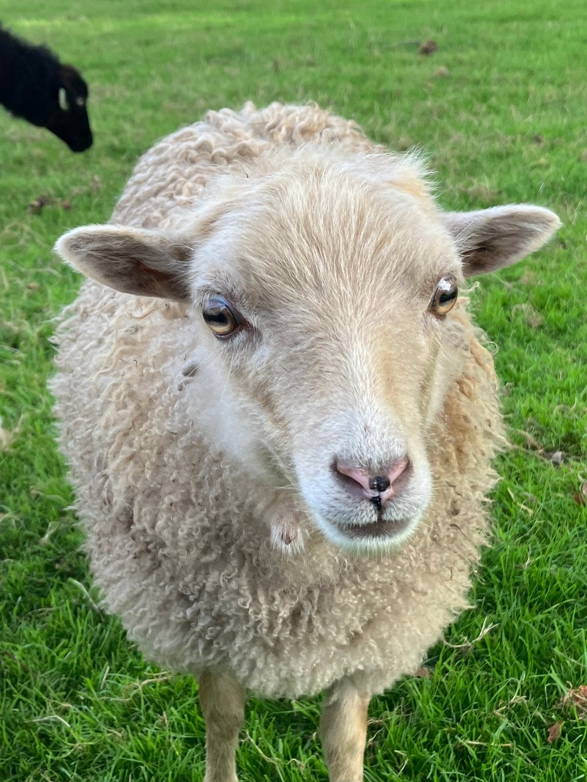 Te ruil: Ouessant ooi - Handtam super lief - 1 april 2026, Vrouwelijk, Schaap, 0 tot 2 jaar