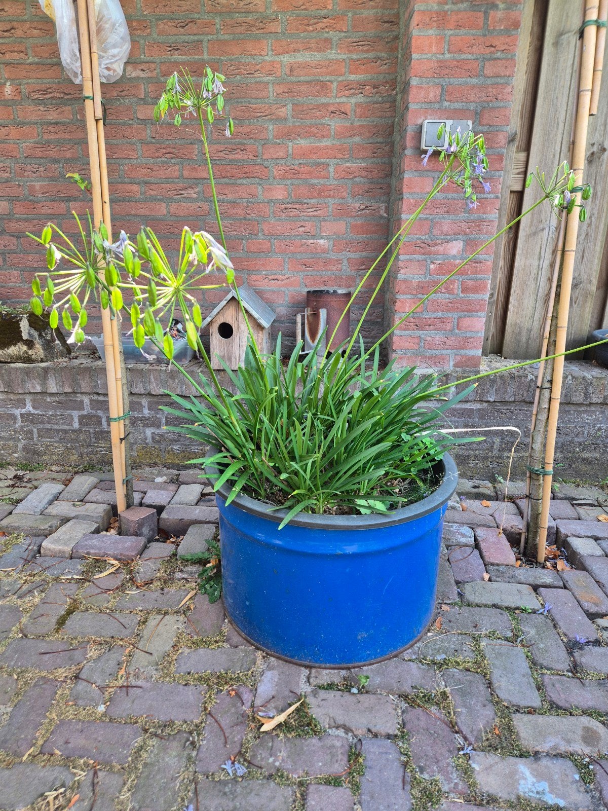 2 x Grote Agapanthus zonder pot, Tuin en Terras, Planten | Tuinplanten, Ophalen, Vaste plant, Overige soorten, Volle zon