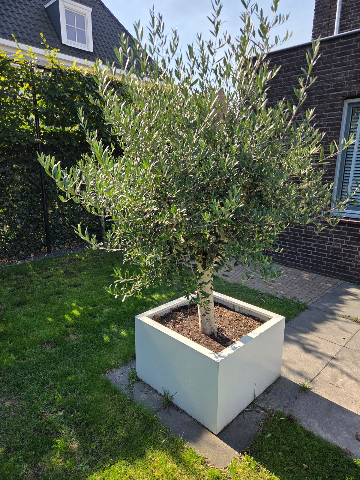 Olijfboom in vierkante  stalen plantenbak, Tuin en Terras, Ophalen, Vierkant, Zo goed als nieuw, Balkon