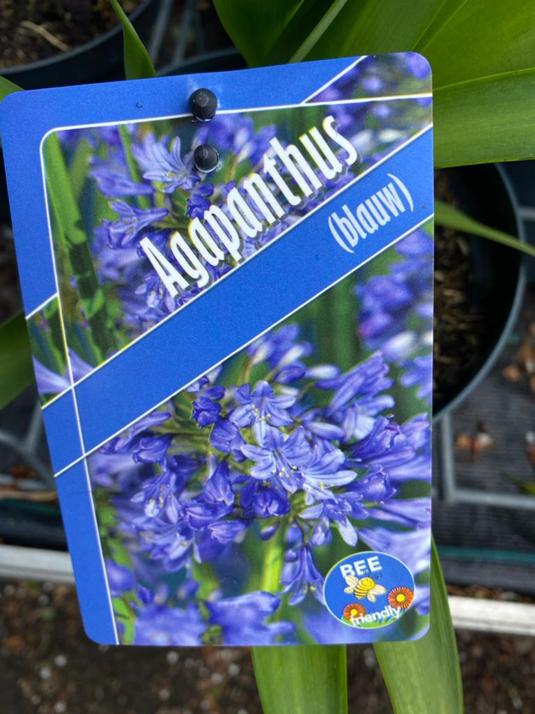 Agapanthus (blauw) - Afrikaanse Lelie, Ophalen, Volle zon
