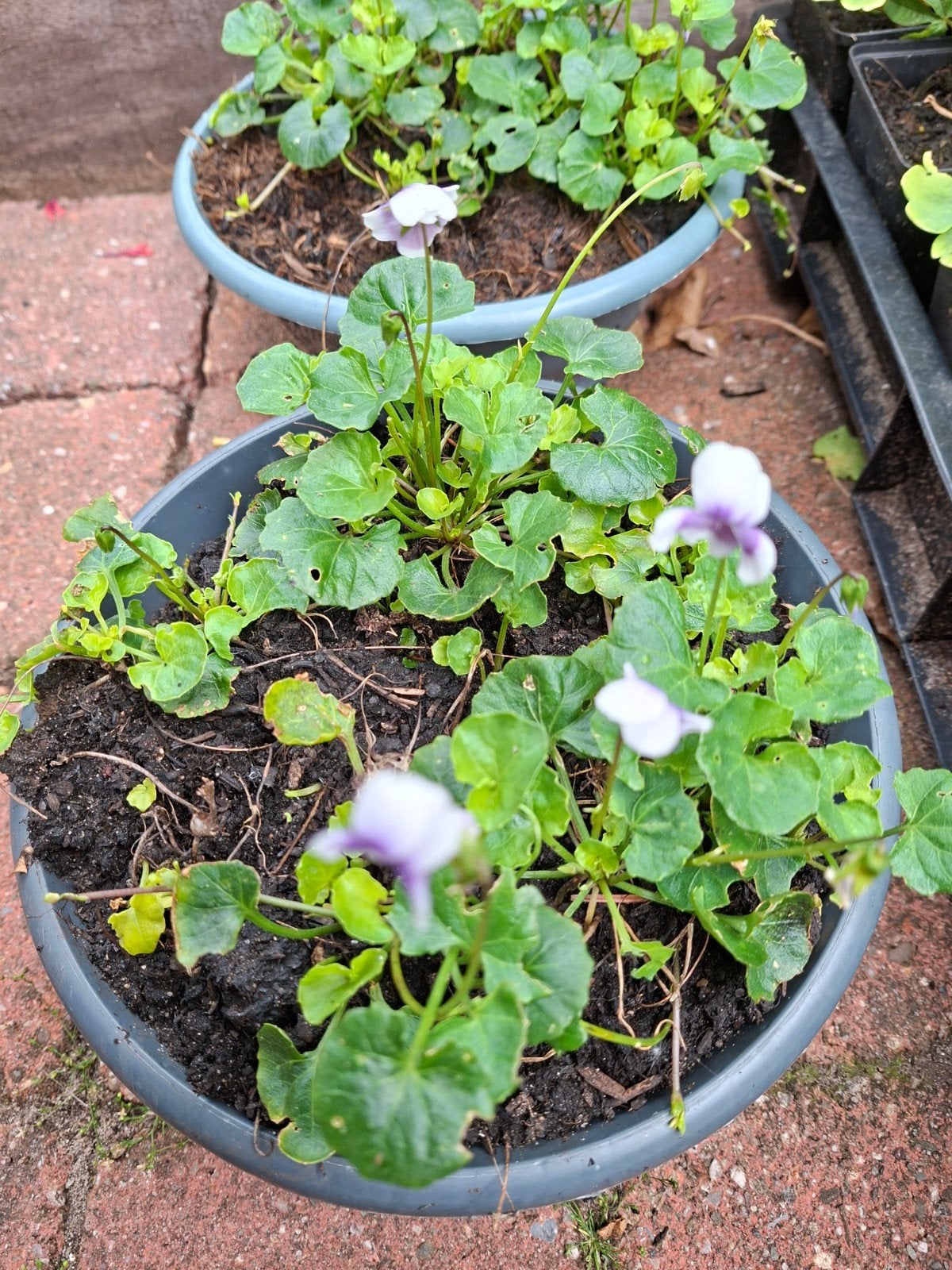 Viola banksii, Ophalen of Verzenden, Overige soorten, Volle zon
