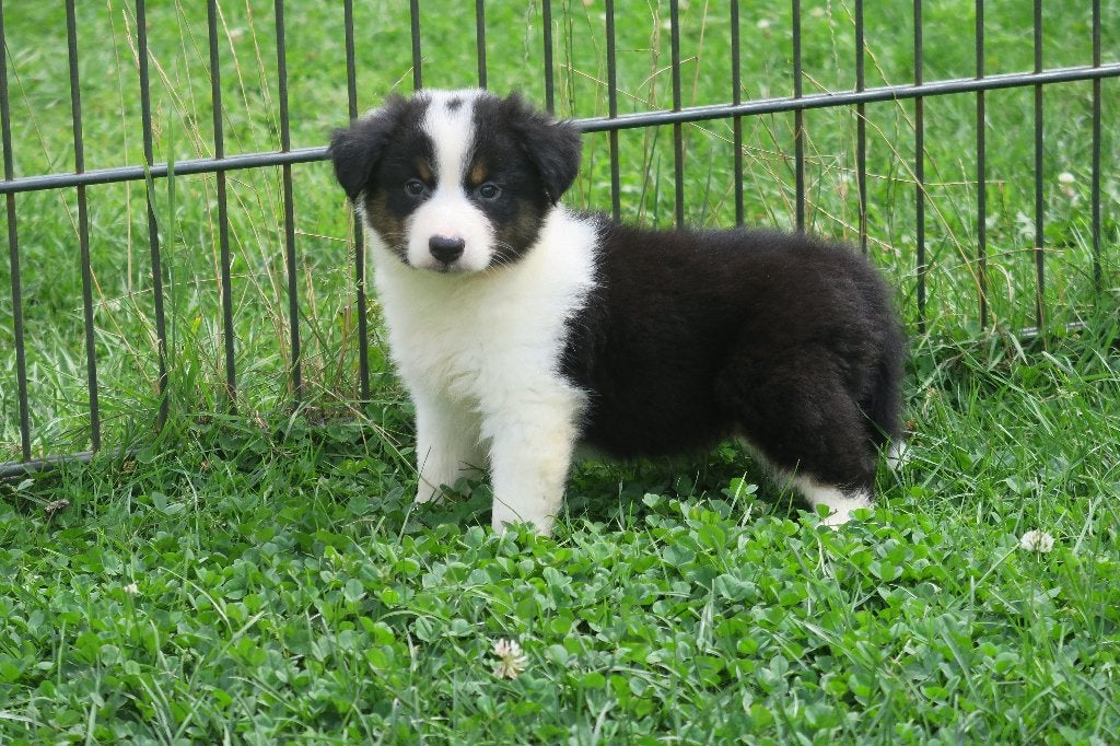 Australian Shepherd kruising x Toller Retriever pups, Parvo, Nederland, 8 tot 15 weken, Meerdere