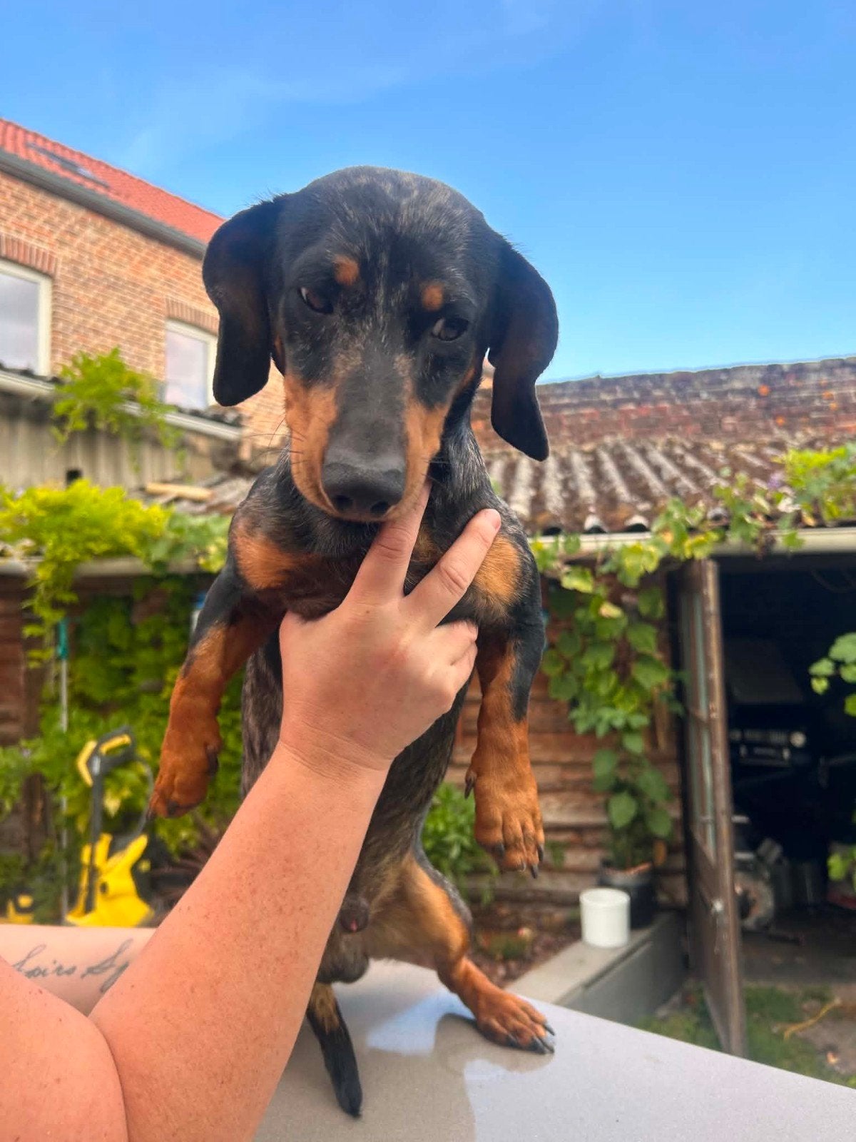 teckels standaard, Reu, 1 tot 2 jaar, Eén hond, Klein