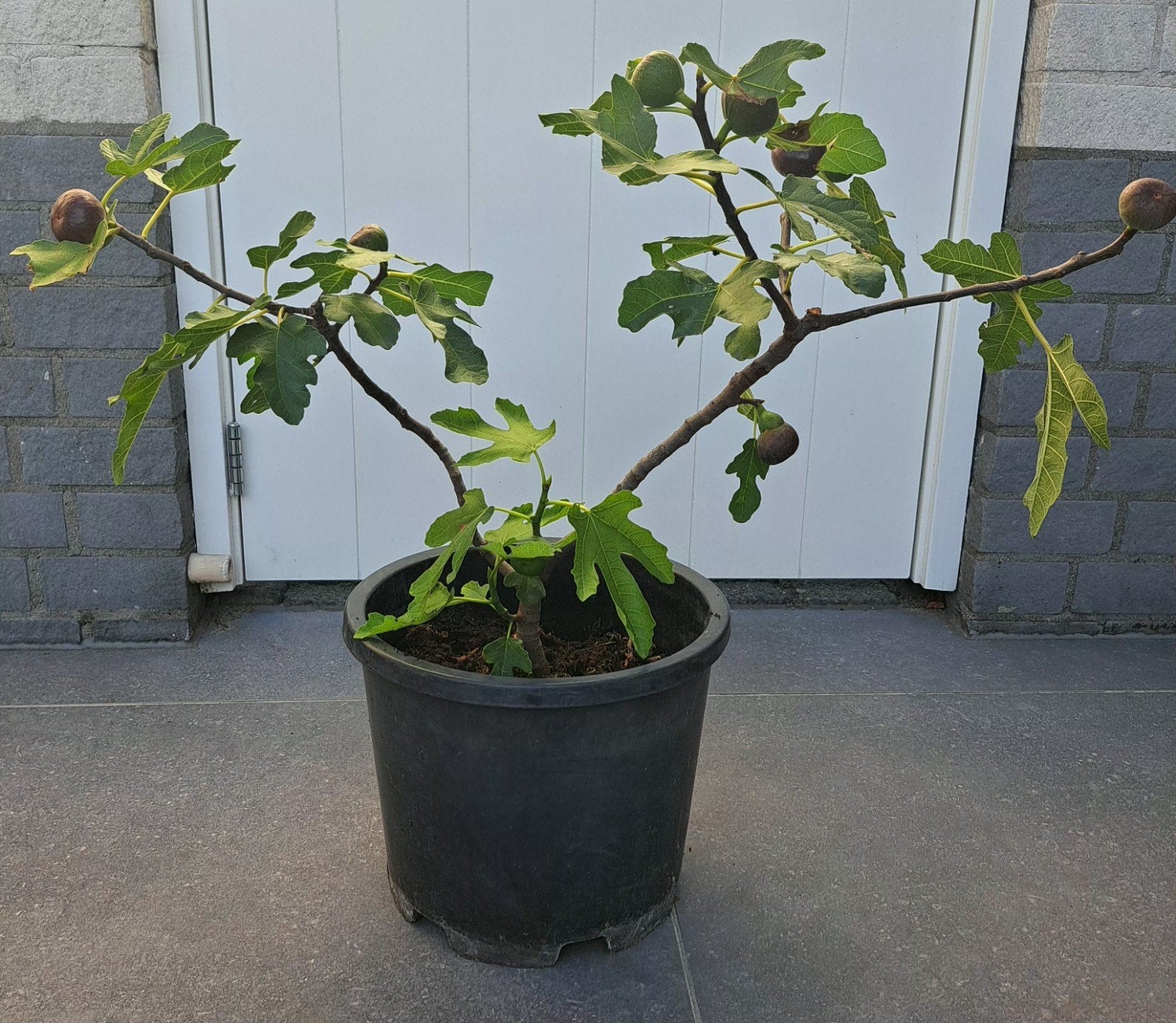 vijgenboom, Ophalen, Vijgenboom