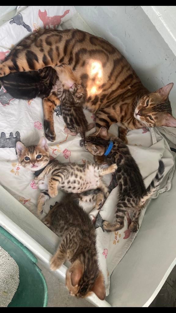 BENGAAL  kittens. Met STAMBOOM, Dieren en Toebehoren, Katten en Kittens | Raskatten | Korthaar, Meerdere dieren, Met stamboom