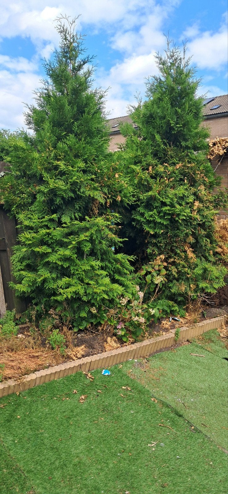 gratis, Ophalen, Overige soorten, Haag, 100 tot 250 cm