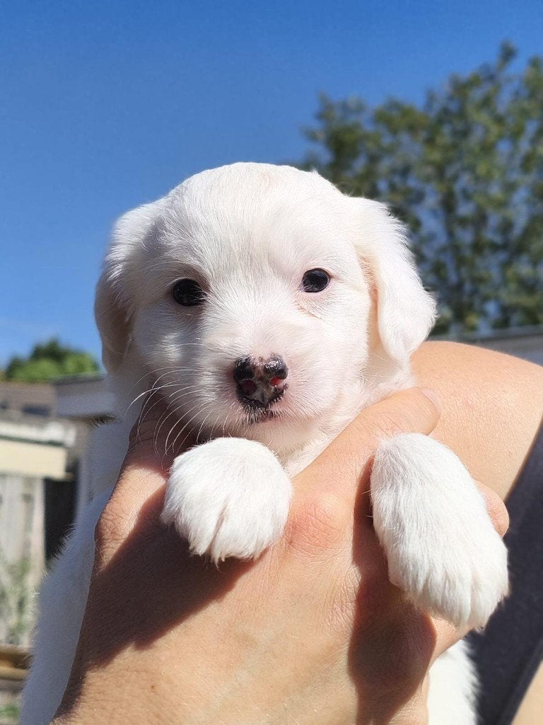 Lieve, gezonde pup: Markiesje x Tibetaanse Terriër kruising, Parvo, Overige rassen, 8 tot 15 weken, Teef