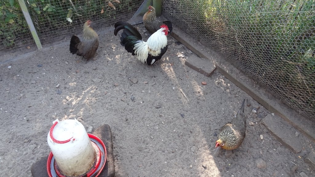 Hollandse kriel, 3 hennen, 1 haan,, Dieren en Toebehoren, Pluimvee, Meerdere dieren, Kip