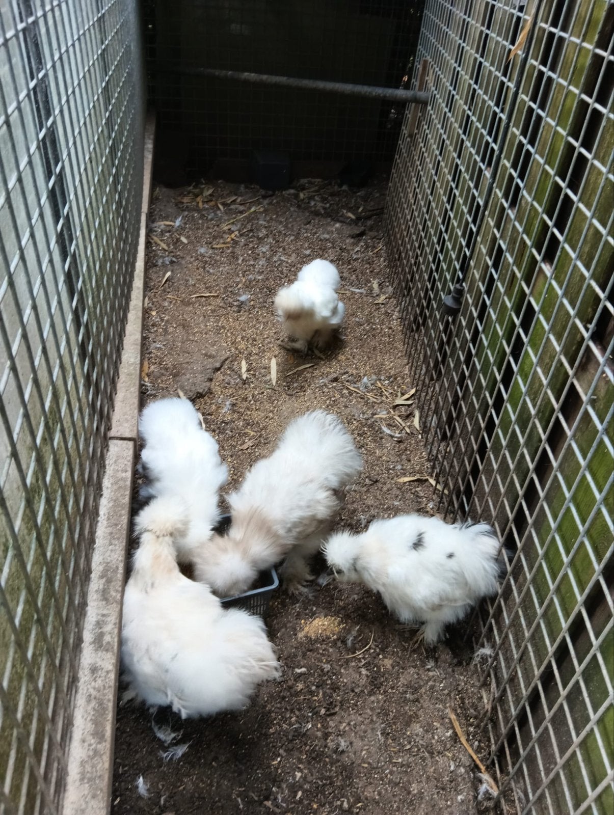 Kippen/ kuikens Zijdehoenders, Dieren en Toebehoren, Meerdere dieren, Kip