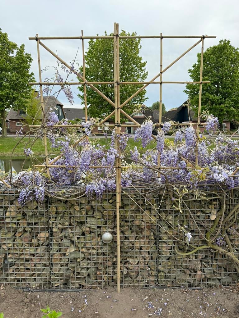 Bamboe frame leiboom, Tuin en Terras, Planten | Bomen, Ophalen of Verzenden, Bloeit niet, Halfschaduw, Overige soorten