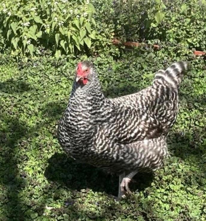 Noordhollandse jong hen, Dieren en Toebehoren, Pluimvee, Vrouwelijk, Kip
