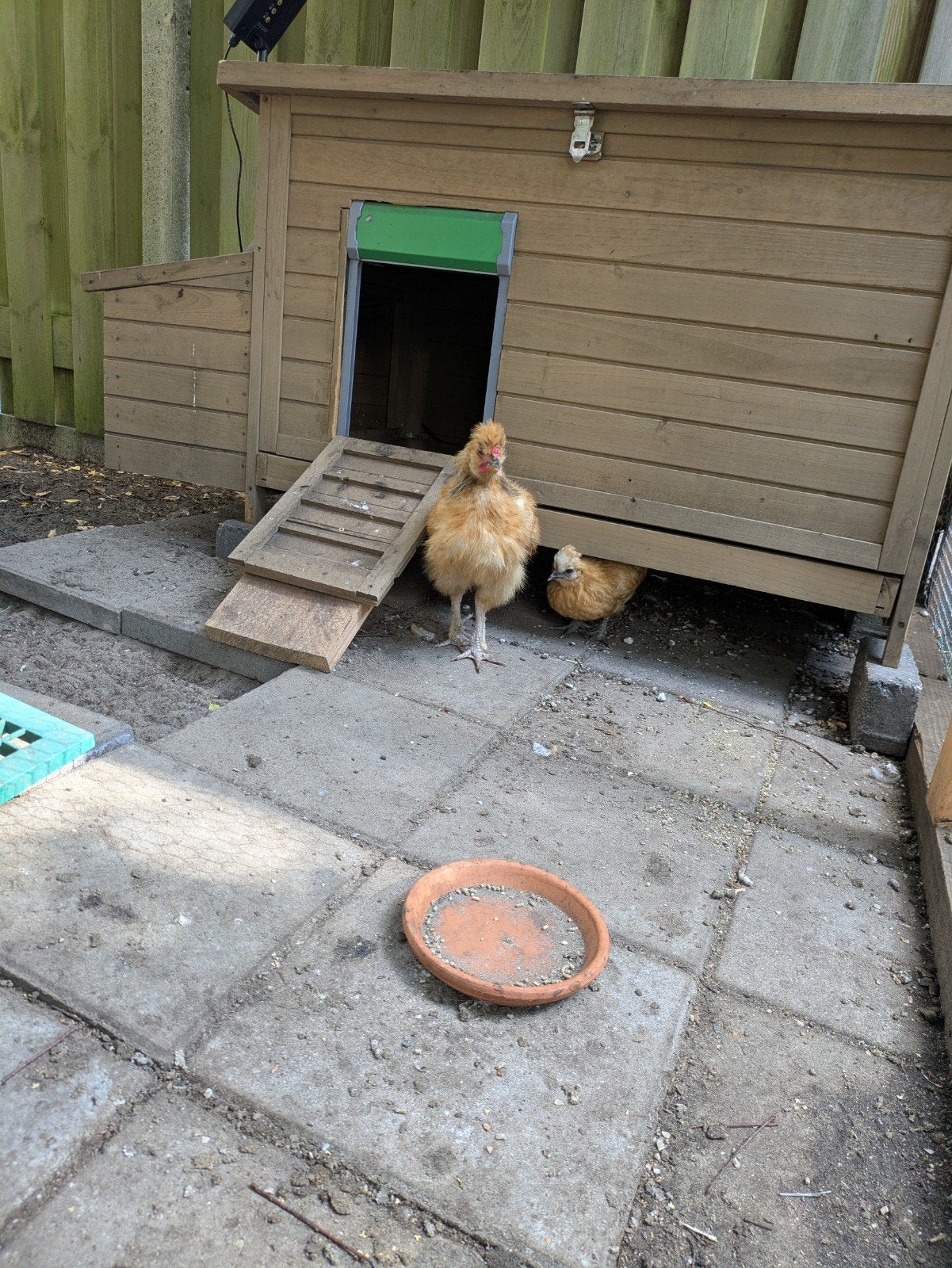 Haan zijdehoen kruizing, Dieren en Toebehoren, Pluimvee, Mannelijk, Kip