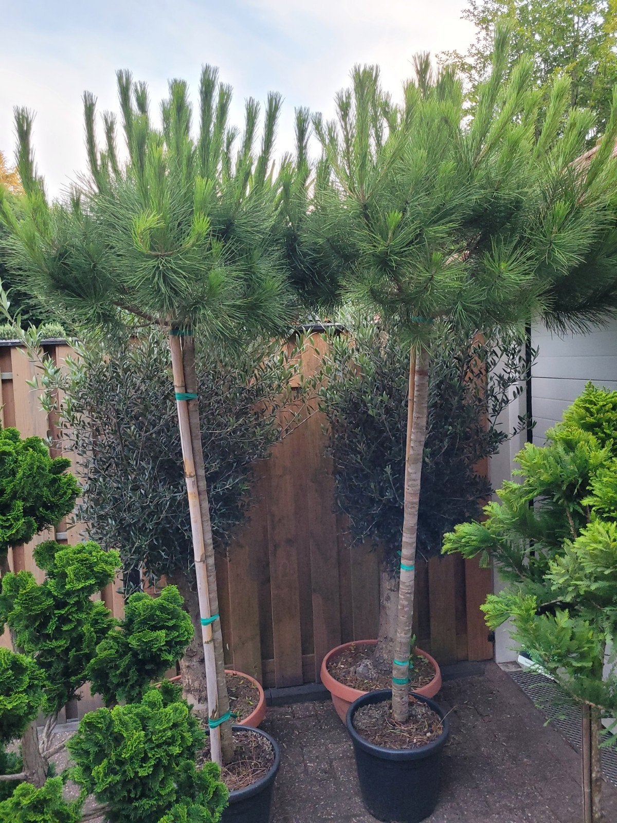 Pinus Pinea Hoogstam - Mediterrane Pijnboom, Tuin en Terras, Planten | Bomen, Bloeit niet, Overige soorten, 250 tot 400 cm, Ophalen