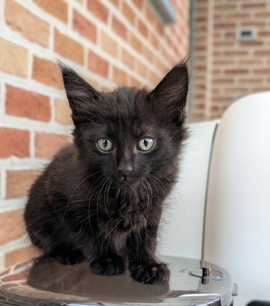 half-ras Maine Coon kittens