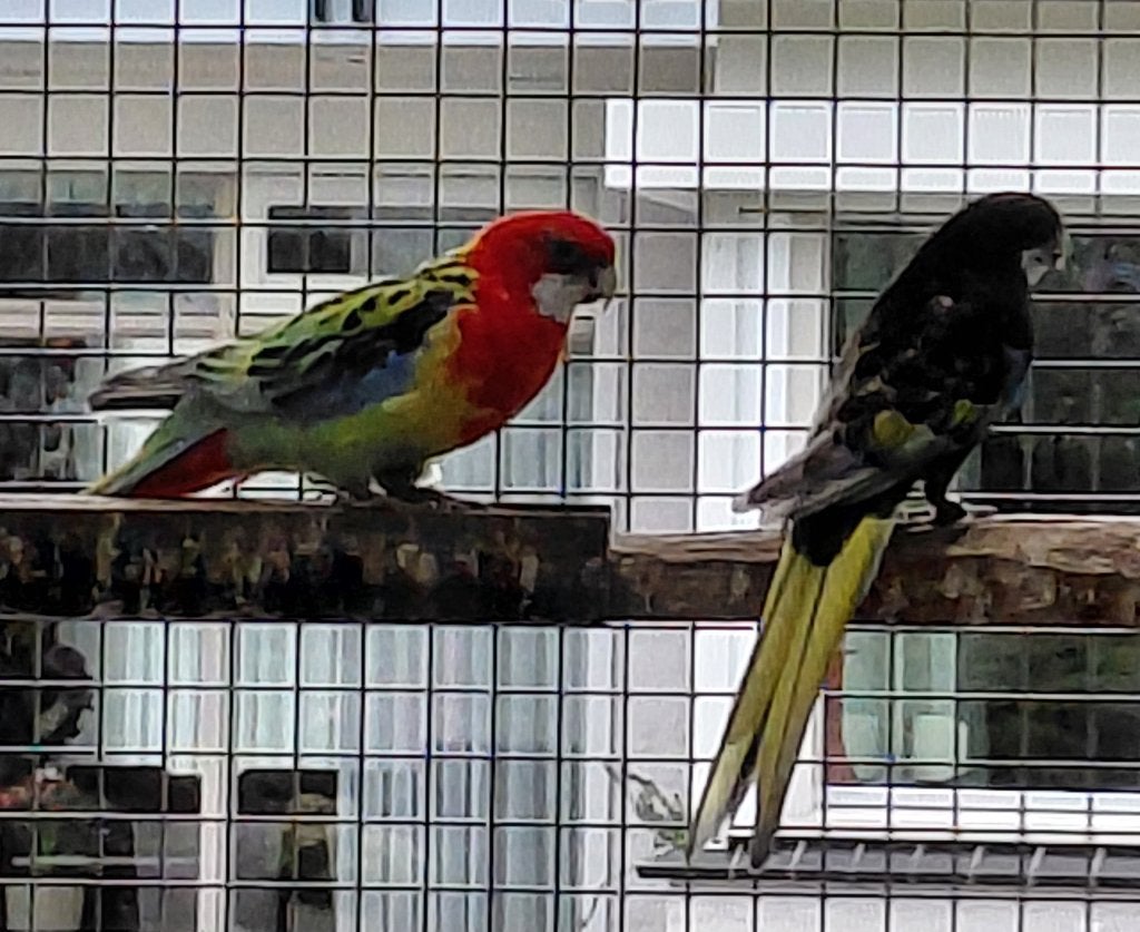 Mutaties zwarte rosella's, Mannelijk, Parkiet, Geringd