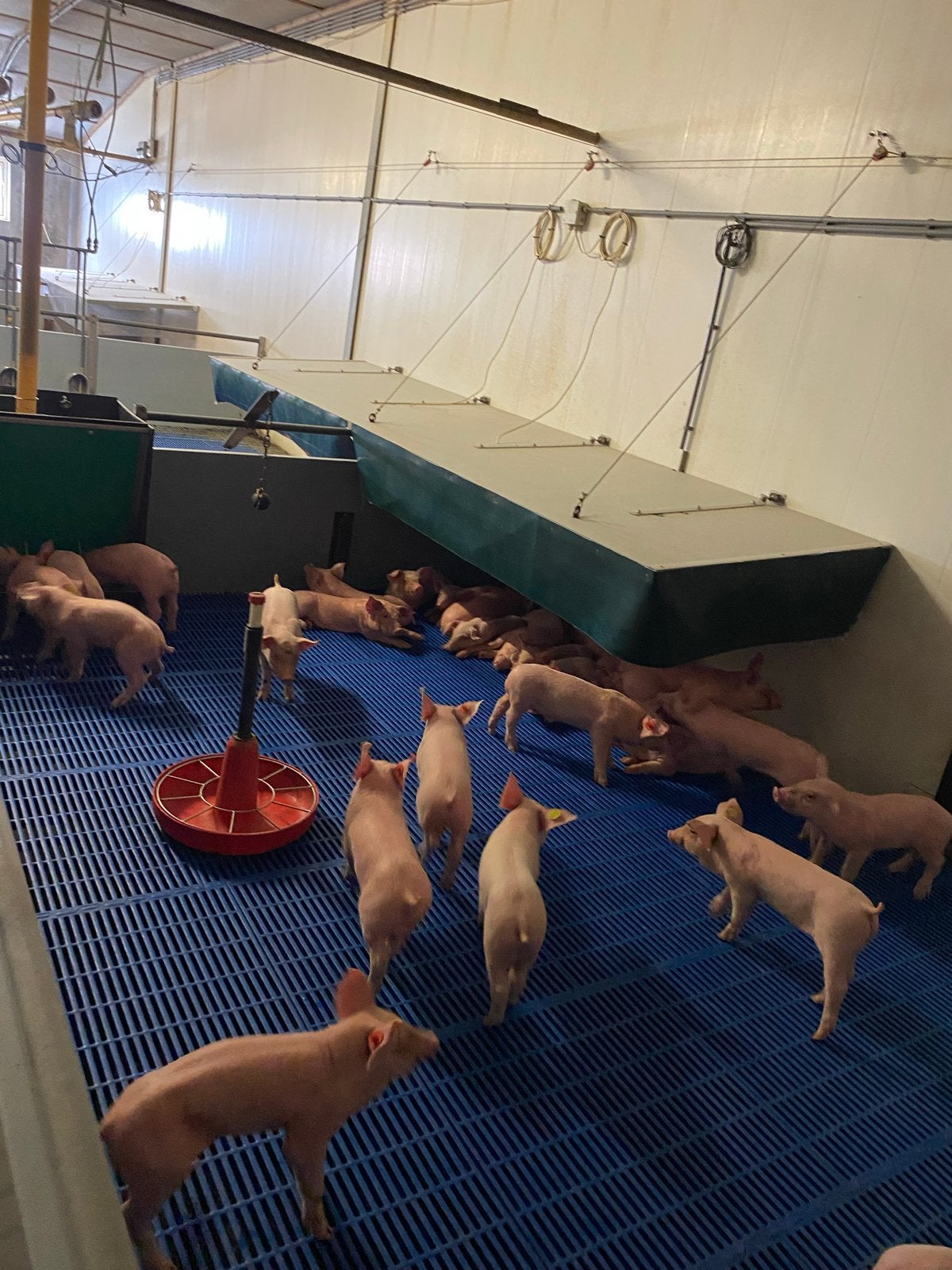 Biggenhokken met roosters, voerbakken en drinkbakjes, Ophalen of Verzenden, Veehouderij, Stalinrichting