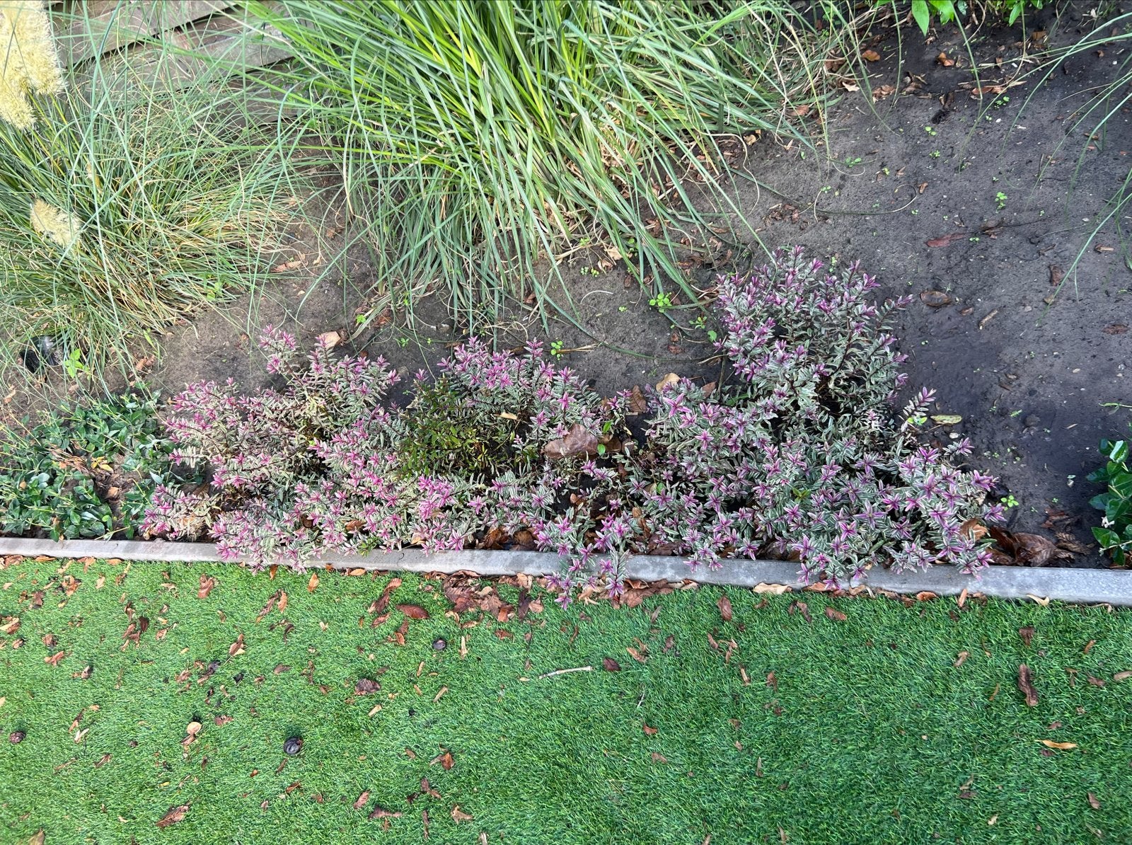 6 Hebe 'Magic Summer' planten voor uw border, Volle zon, Vaste plant, Zomer, Ophalen