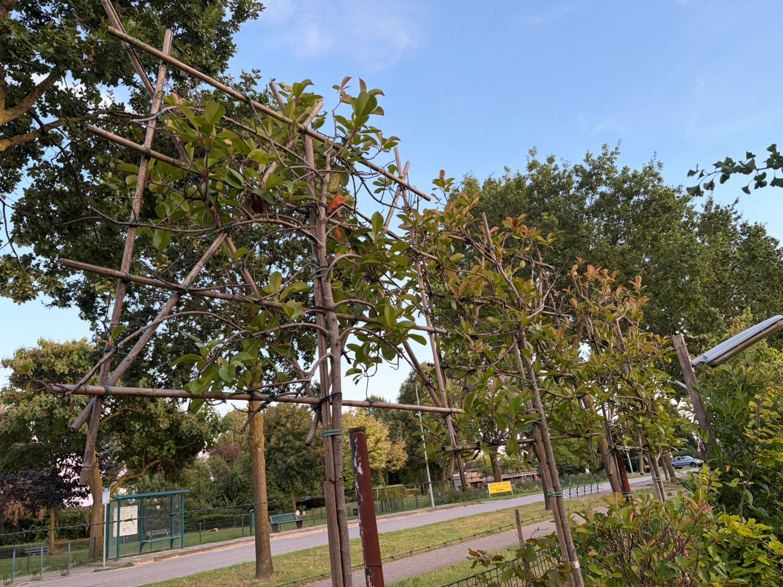 4 stuks Lei Photinia groenblijvende decoratieve bomen, Leiboom, Halfschaduw, 100 tot 250 cm, Ophalen