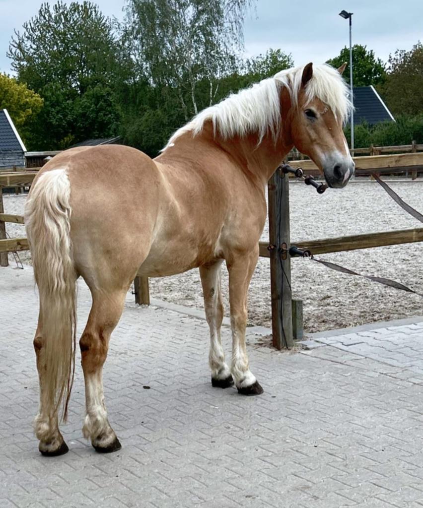 Gezocht :pensioenplek / aangeboden  weidemaatje in bruiklee, Weidegang, 1 paard of pony