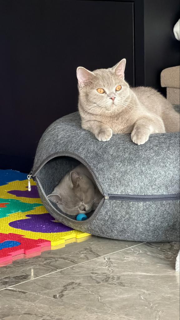 2 Britse korthaar ( Lilac), Meerdere dieren, Kortharig, 0 tot 2 jaar