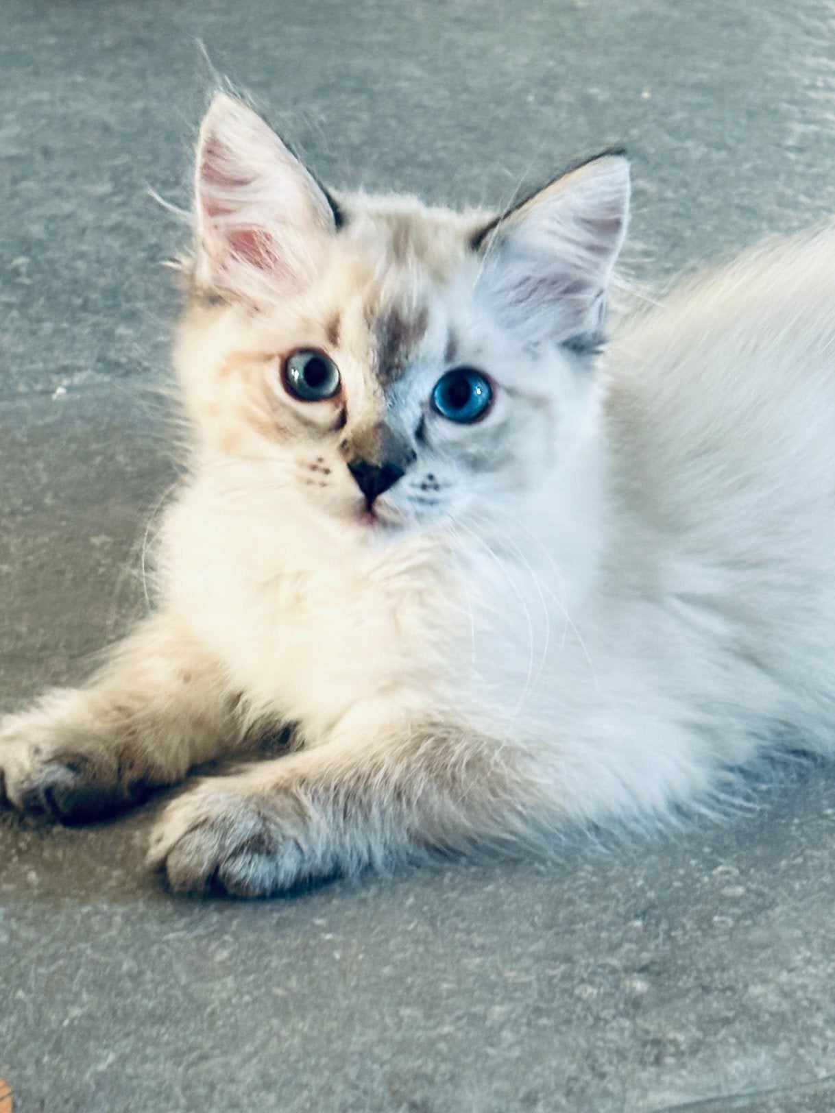 Lieve Ragdoll kittens met stamboom, Meerdere dieren