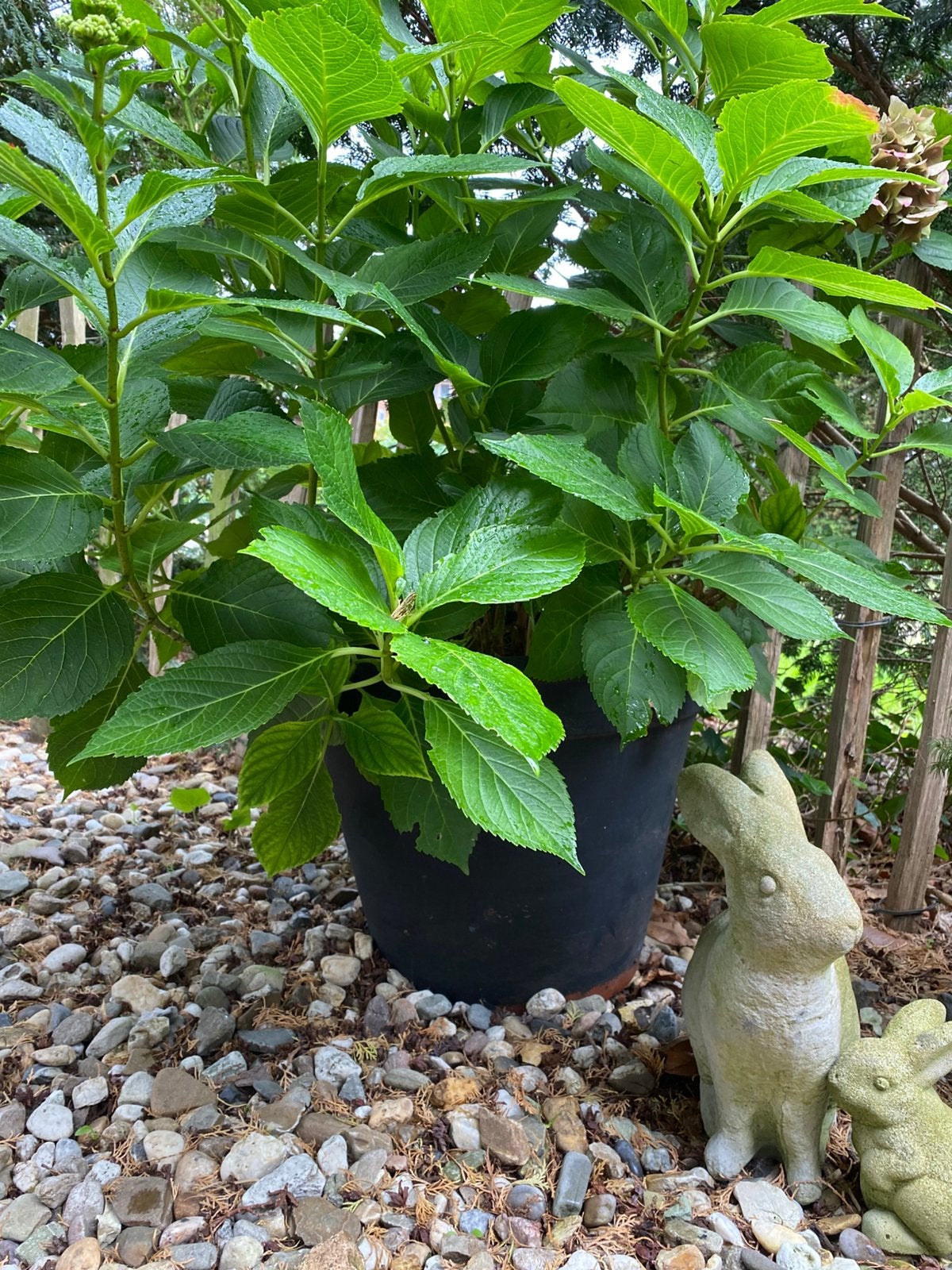 Grote hortensia in pot, Ophalen, Overige soorten, Halfschaduw