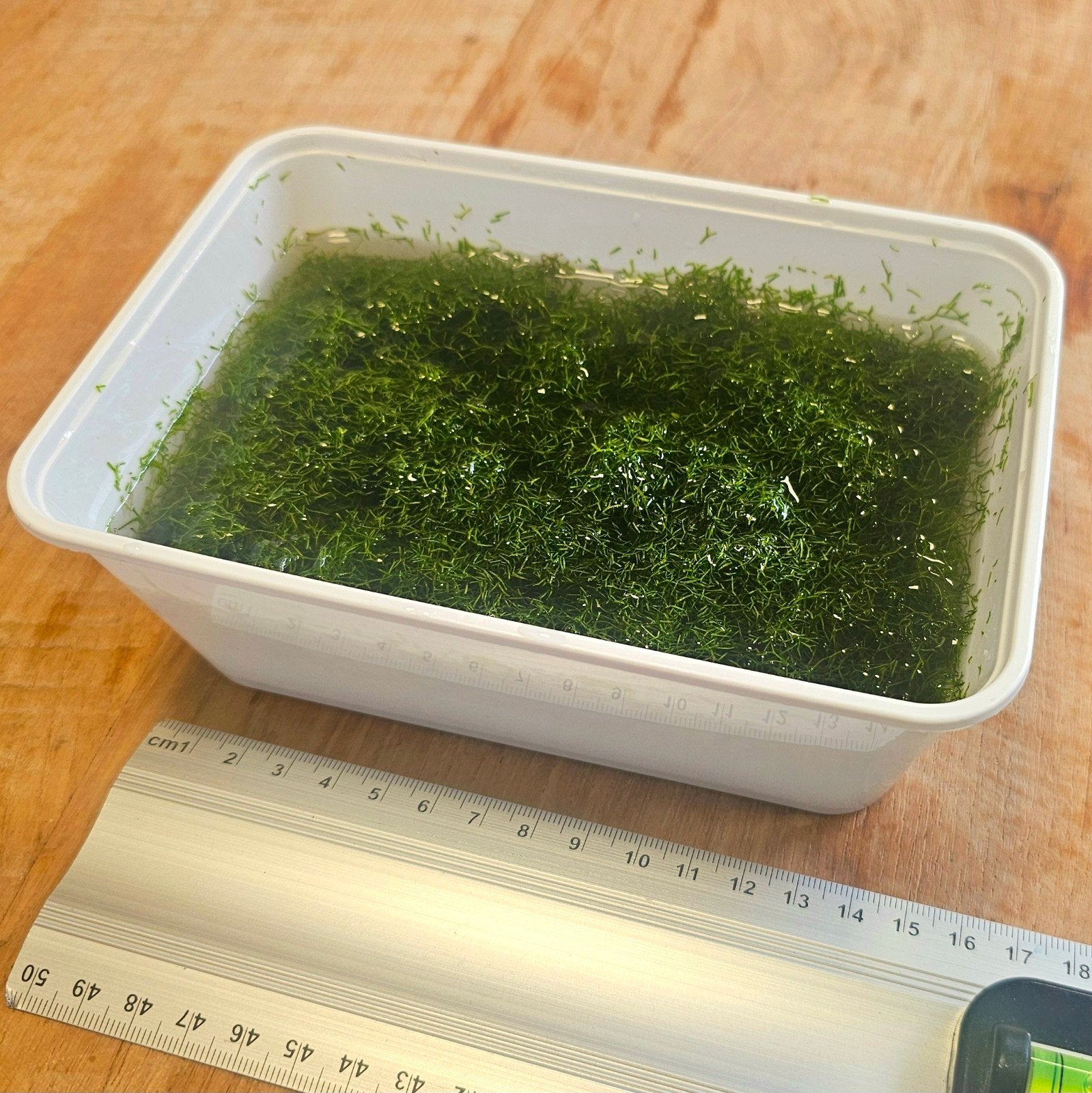 Riccia Fluitans €5, Ophalen, Plant(en), Steen of Hout