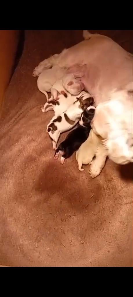 Boomer pups, Dieren en Toebehoren, Parvo, 8 tot 15 weken, Meerdere, Meerdere dieren