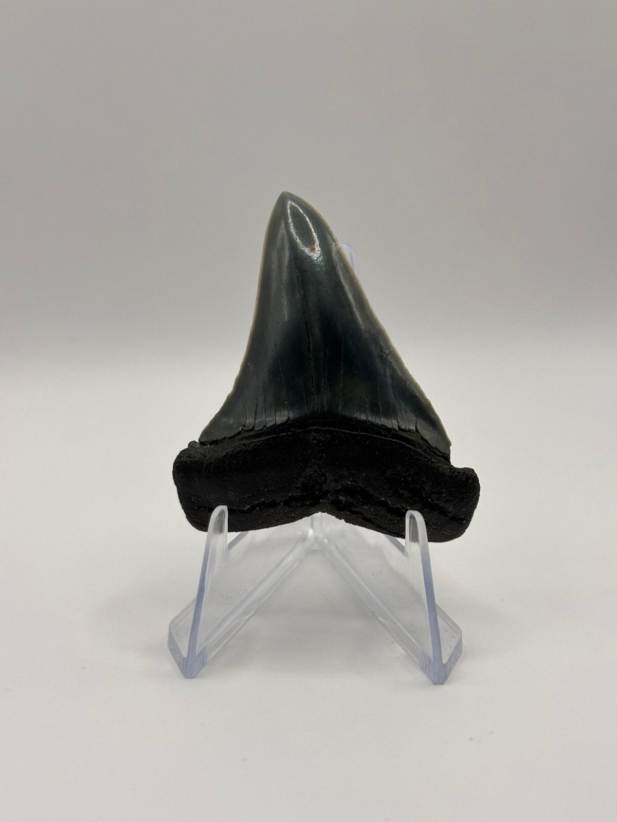 Fossiele haaientand Carcharodon Hubbeli, Verzamelen, Ophalen of Verzenden, Fossiel