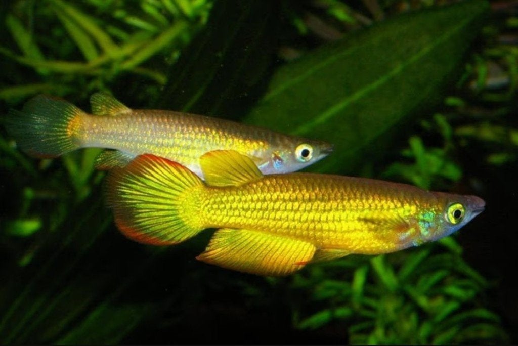 Aplocheilus Lineatus gold - Koidreams Valburg, Vis, Zoetwatervis
