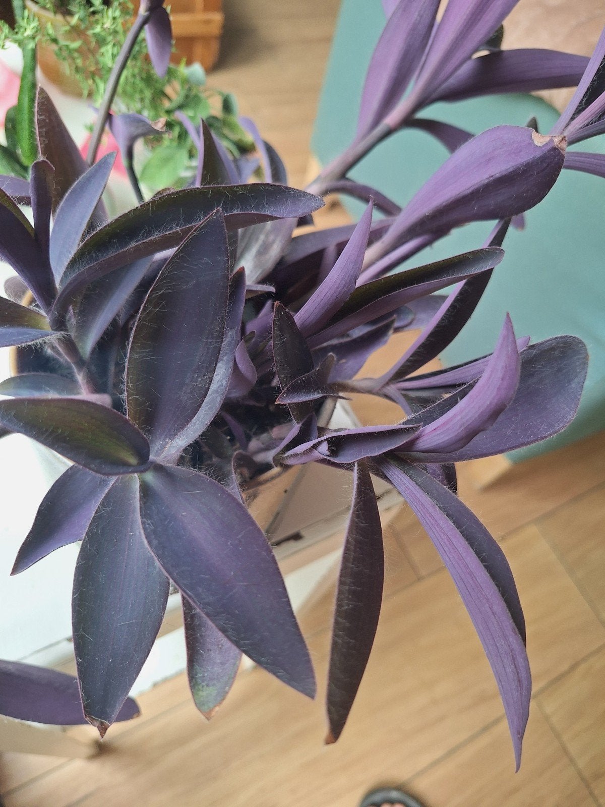 Tradescantia Pallida - Paarse Hart, stekje, Ophalen, Overige soorten, Volle zon