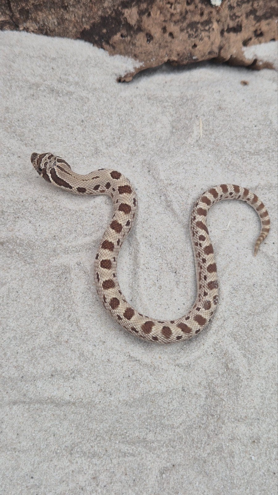 Haakneusslang het toffee Hognose Snake photo 3