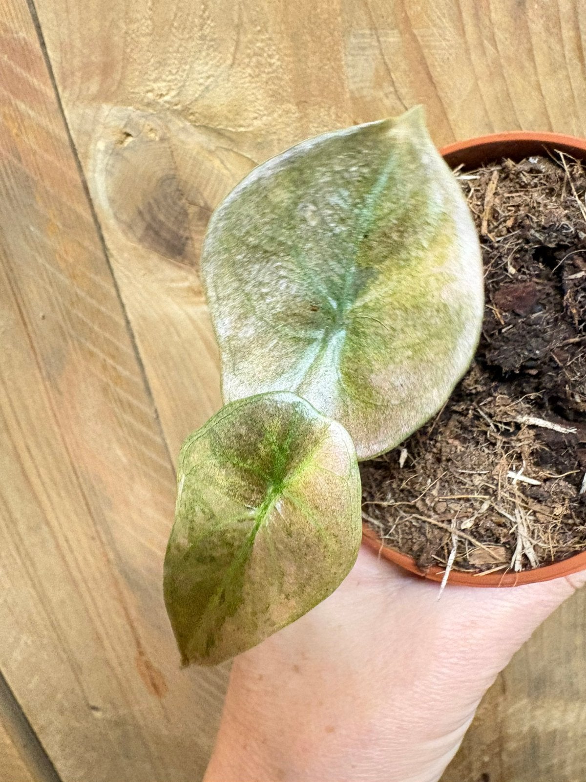 Alocasia cuprea red secret plant variegata pink roze marble, Ophalen of Verzenden, Halfschaduw, Minder dan 100 cm