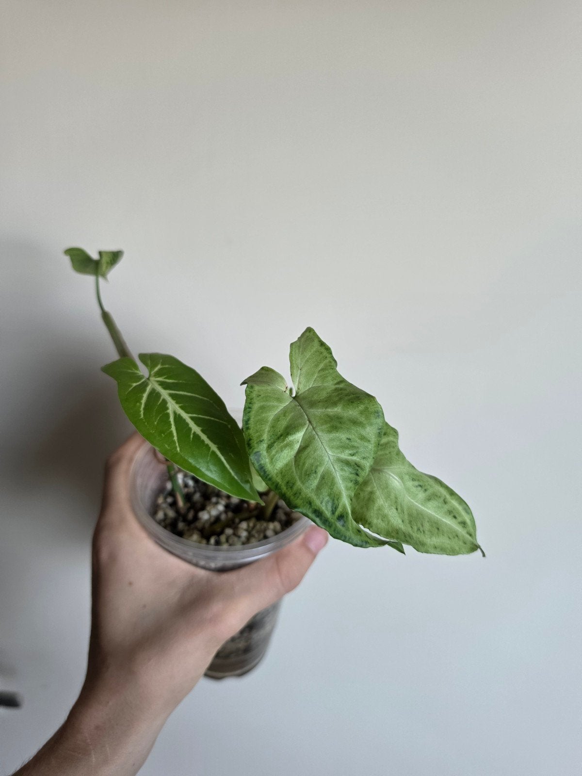 Syngonium mix, Ophalen of Verzenden, Halfschaduw, Minder dan 100 cm