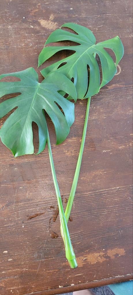 Monstera stekken - Makkelijk te wortelen, Tuin en Terras, Planten | Tuinplanten, Ophalen of Verzenden, Volle zon