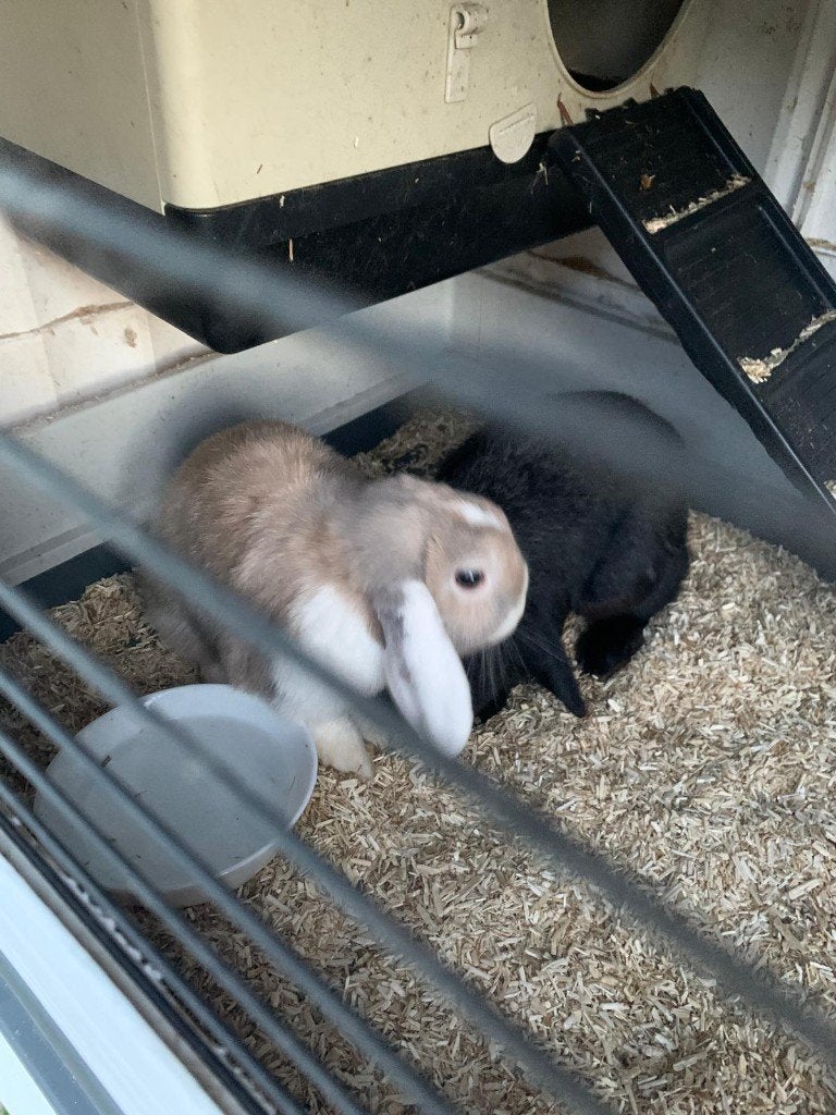 lief konijn inclusief kooi, Meerdere dieren, Dwerg, Hangoor, 0 tot 2 jaar