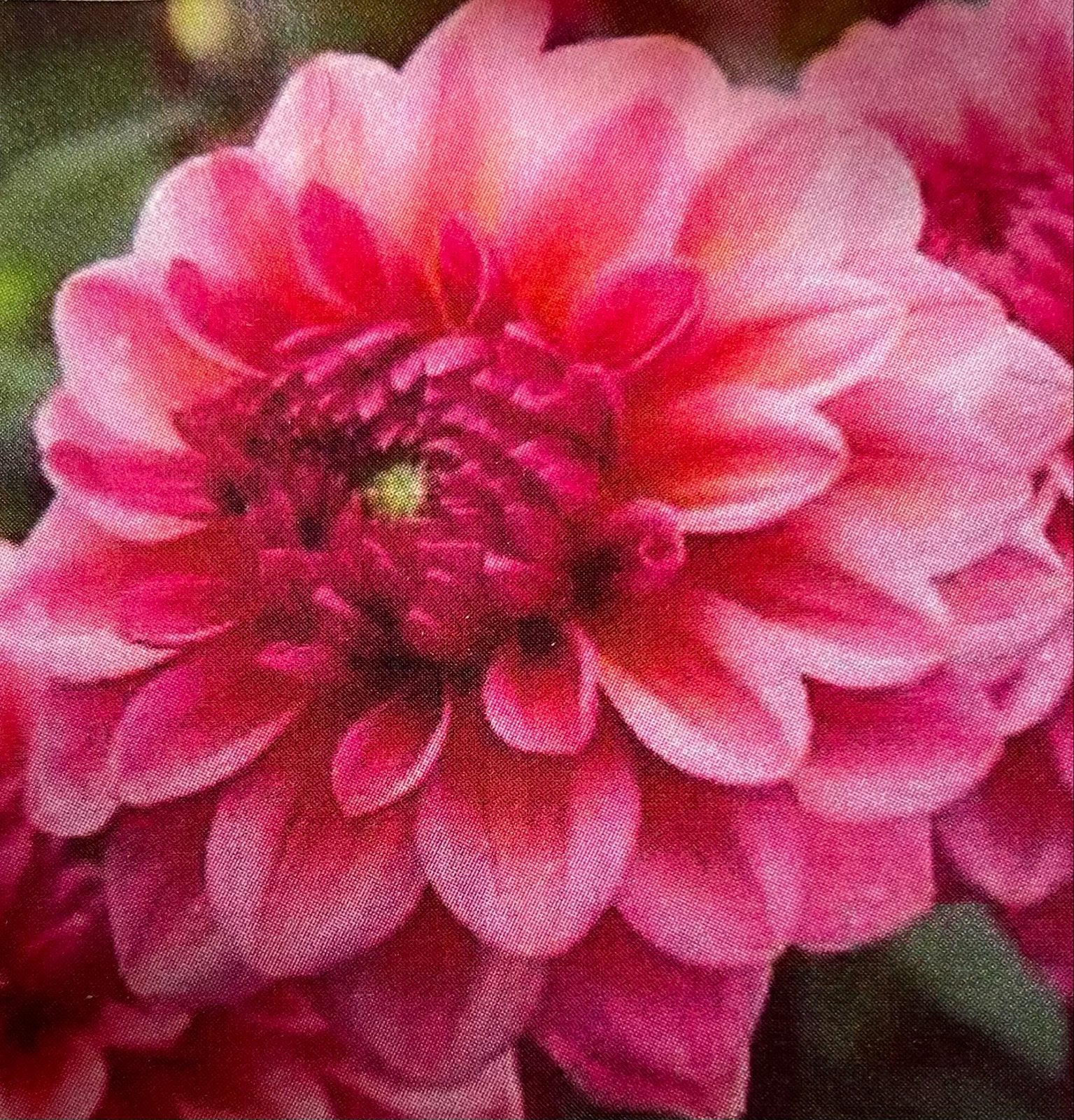 Dahliaknollen te koop - Diverse soorten en kleuren, Ophalen of Verzenden, Voorjaar, Volle zon, Knol