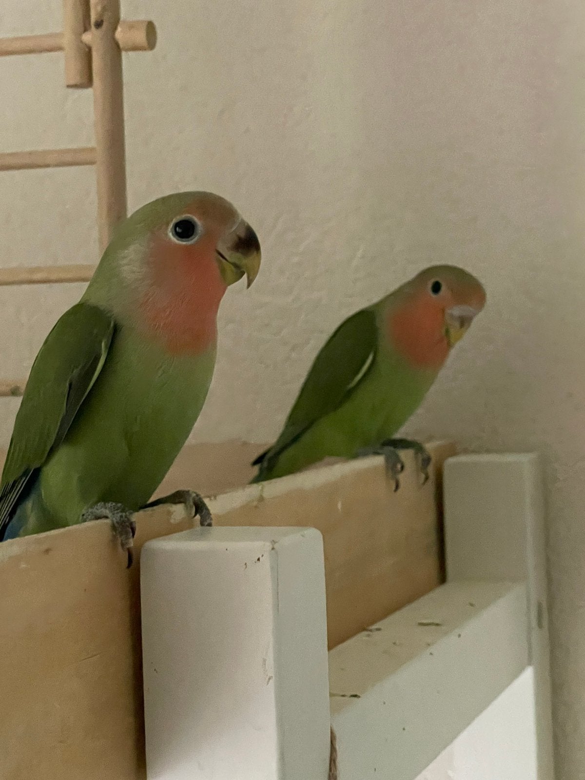 Agapornis Dwergpapegaai Handtam Eventueel met kooi, Meerdere dieren, Dwergpapegaai of Agapornis, Tam
